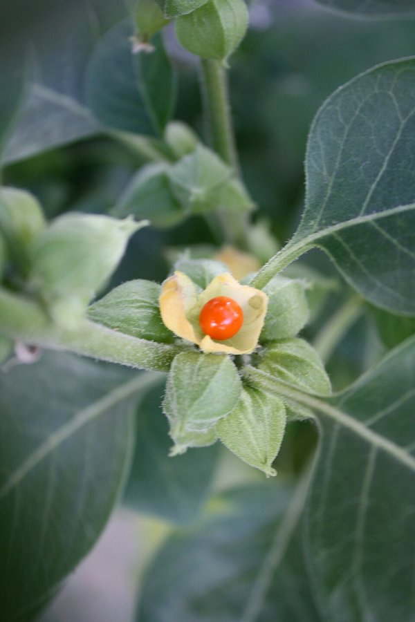 ASHWAGANDHA POLVO ECO 200GR